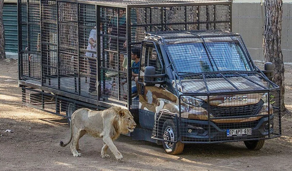 Antalya'da korku dolu dakikalar yaşatan aslan vuruldu