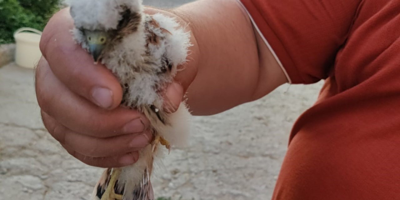 Konya'da apartmanda bulunan yavru doğan kuşu koruma altına alındı