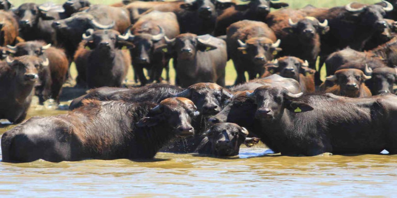 Herkes Afrika savanası zannediyor ama değil: Burası çok özel bir yer