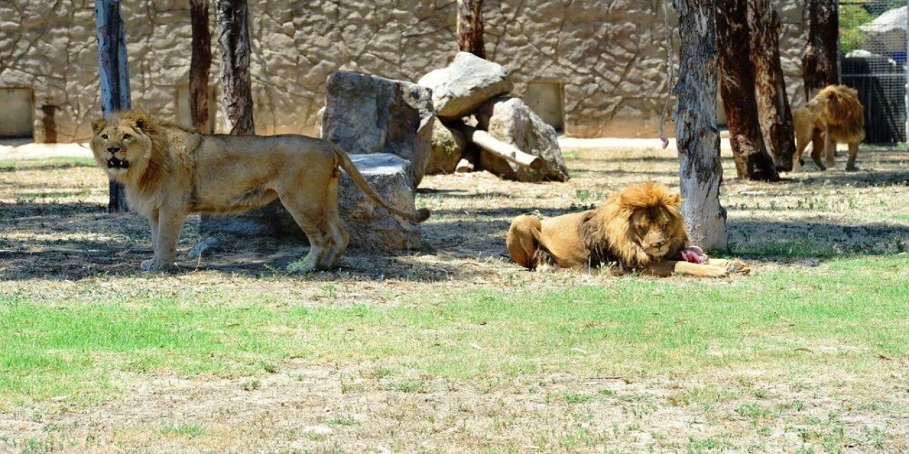 Bu kez de İzmir'de aslan vahşeti: Başka bir aslanı öldürdü