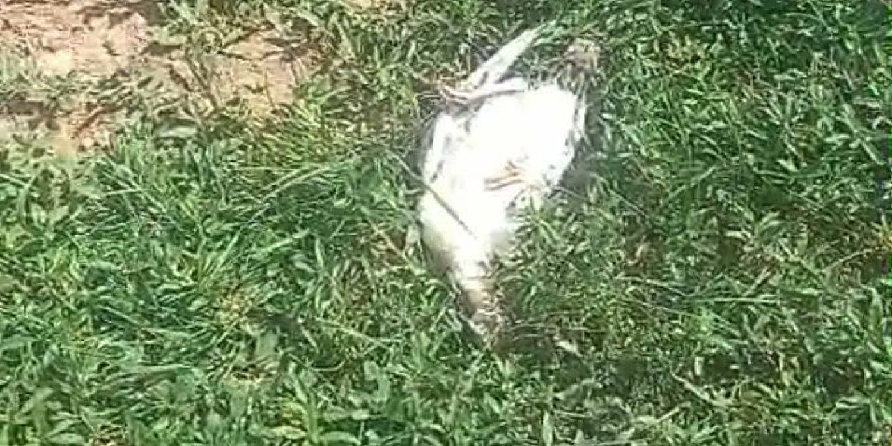 Ağrı'da başıboş köpek dehşeti: Hindi ve tavuk telef oldu