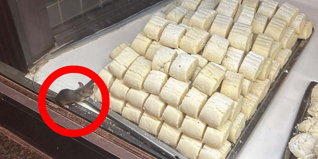 Konya'da fareli rezalet: Kurabiyelerin arasında dolaştı