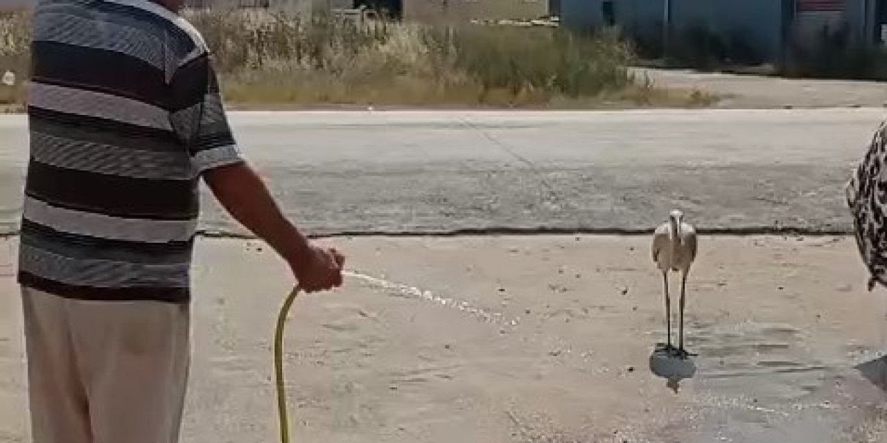 Sıcaktan bunalan leyleği hortumla serinletti