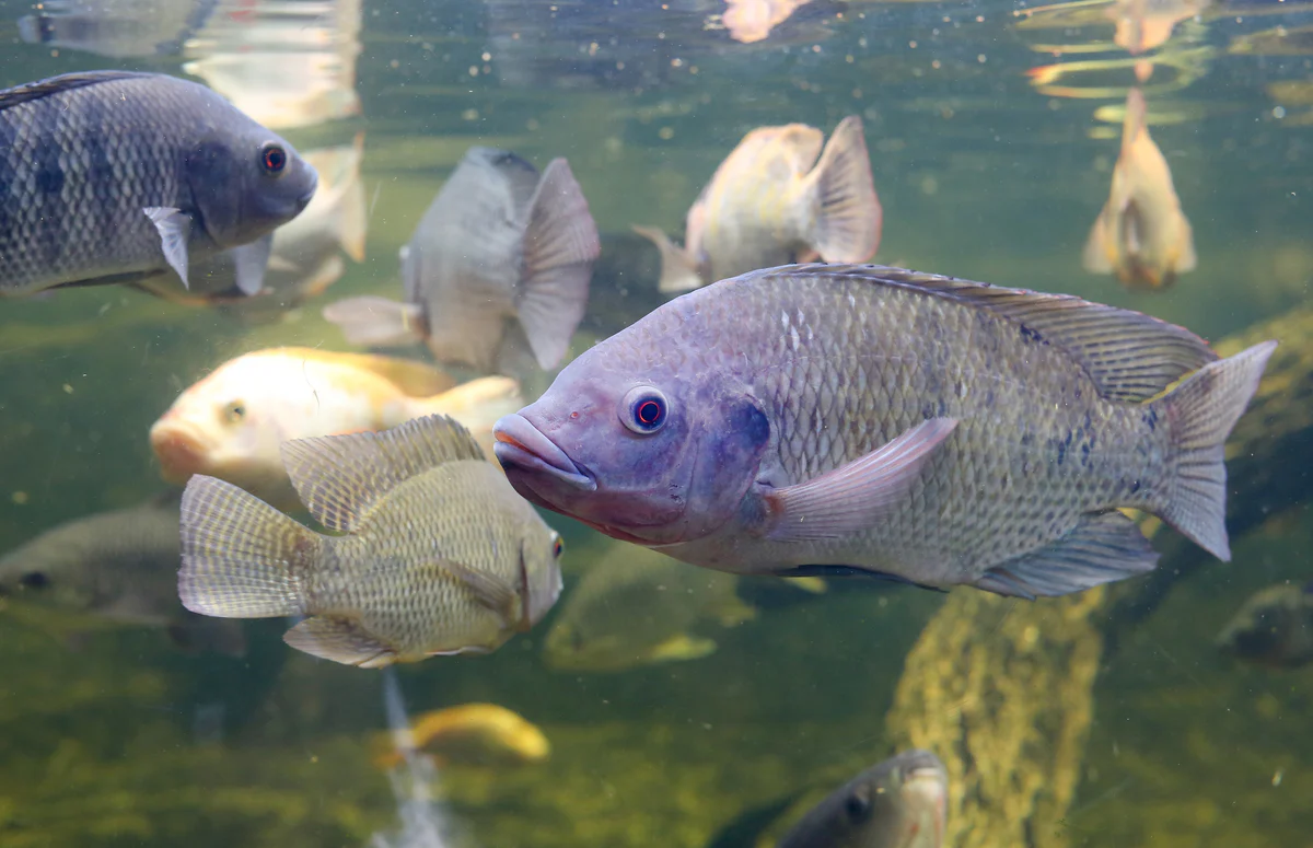 Denizi olmayan Konya'da dünyanın en gözde balığı üretiliyor. Tilapia türü nedir?