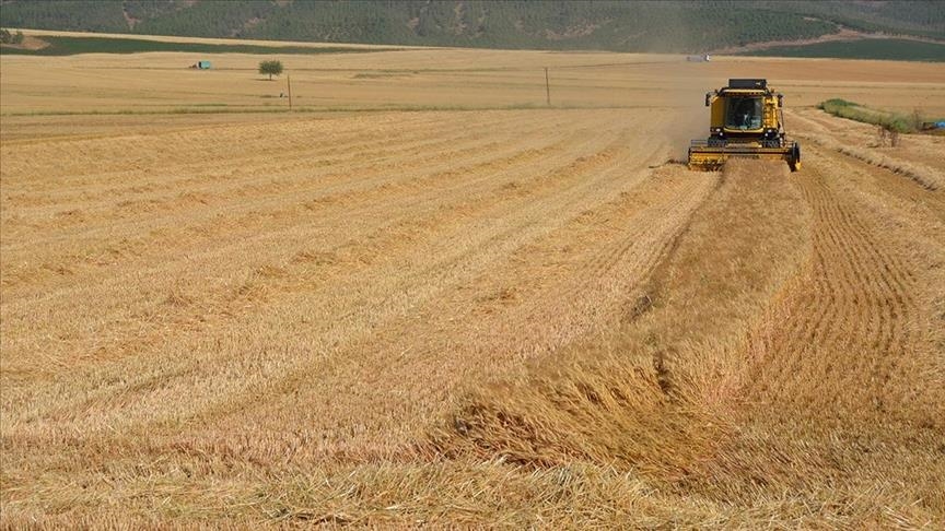 Hasadı gecikmeli başlayan hububatta yüksek kalite elde edildi