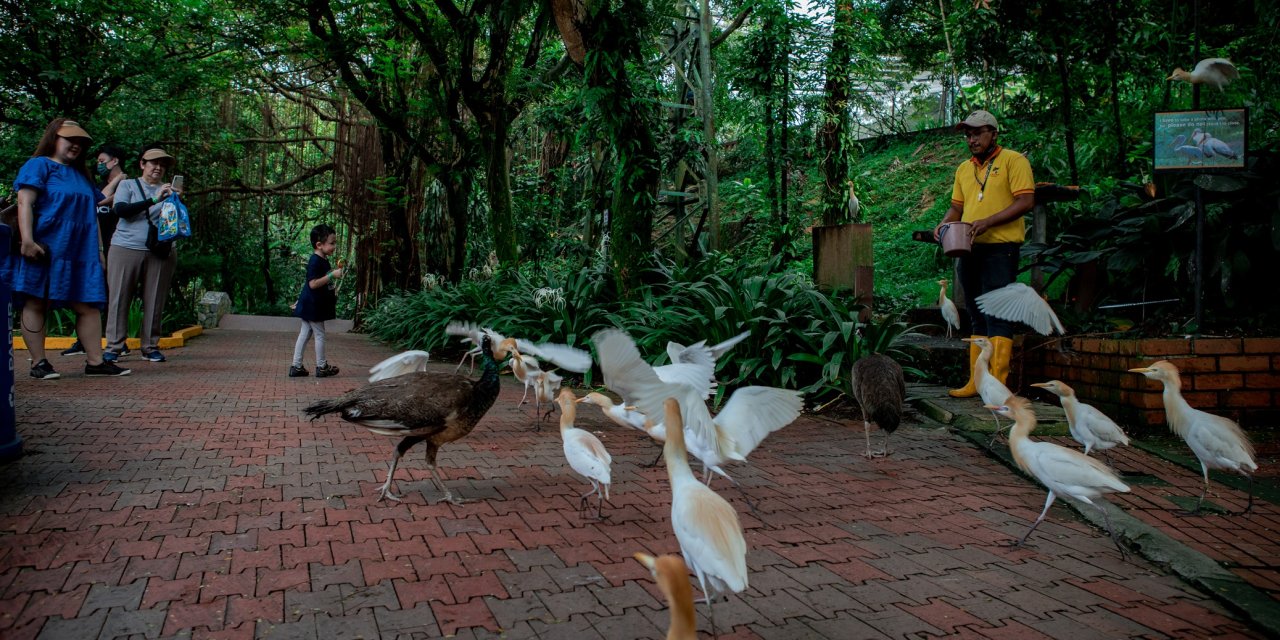 Malezya'daki kuş cenneti: Kuala Lumpur Kuş Parkı