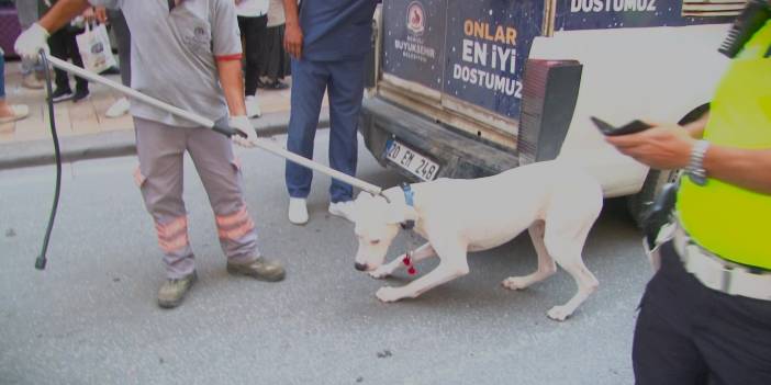 Alkollü sürücünün köpeği polisi ısırdı