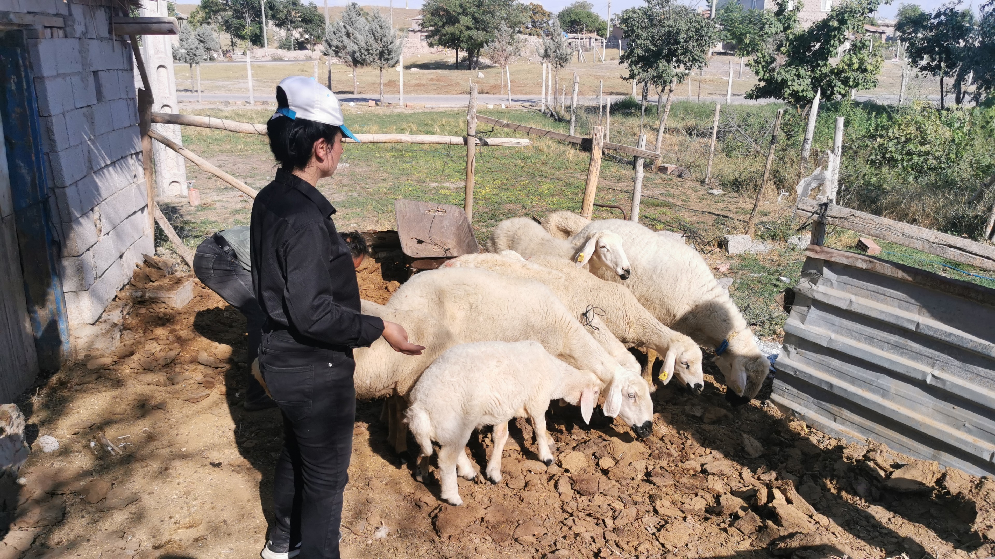 Genç kız kendisine alışamayan koyunlar için babası gibi giyiniyor