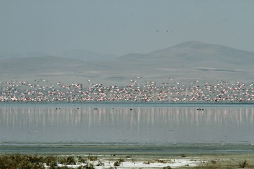 Mevsimsel kuraklığın yaşandığı Akşehir Gölü'nde çok sayıda ölü yaban ördeği bulundu