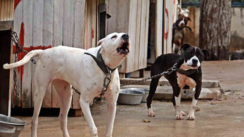 Mahalleliden köpek sesi isyanı