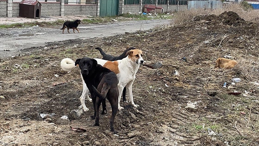 Türkiye'de giderek büyüyen bir sorun haline geldi