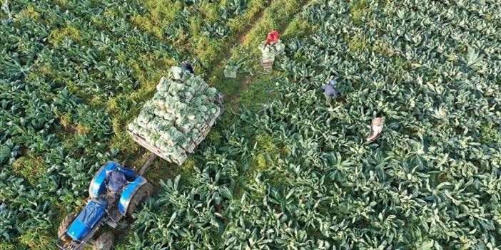 Ödemeler çiftçilerin hesaplarına yatırılacak