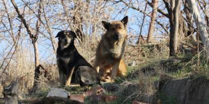 Konya'da tek gündem sokak köpeği! Vekil'den çözüm önerisi geldi