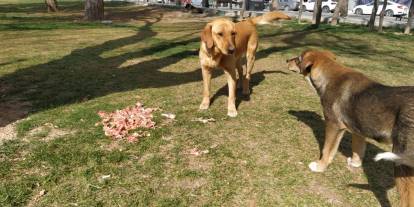 Konya'da ilkokul yanındaki başıboş köpekler buzağıyı parçaladı