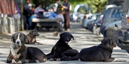 Konya'nın bu ilçesinde sokak köpeği kalmadı. Sıra köylerde