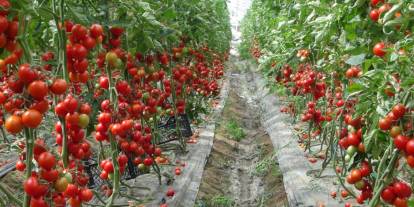 Marketlerde 35 TL'den alıcı bulan domatesin buradaki fiyatı 10 kat daha ucuz