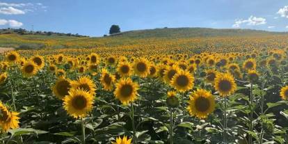 Konya'daki çiftçiler yağlık ayçiçeği ve mısırı ne kadara satıyor?