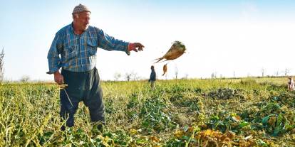 Konyalı çiftçilerin yüzü gülecek! Avanslar yolda