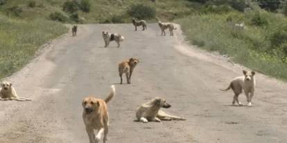 Konya'daki belediye harekete geçti! Başıboş köpekler toplanmaya başlandı