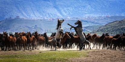 Konya'da şov atlarını izlemek isteyen bu adaya geliyor. Yüzlerce yılkı atı var