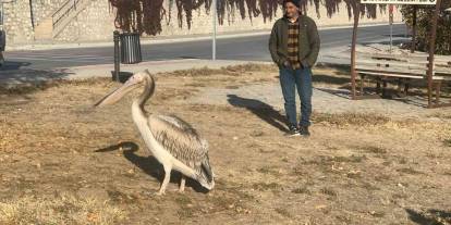 Parkta bulunan pelikan koruma atına alındı