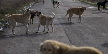 Başıboş sokak köpekler yeni doğan bebeğin mezarını kazdı