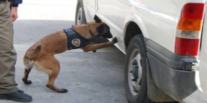 Dedektör köpek kokladı, araçta uyuşturucu çıktı