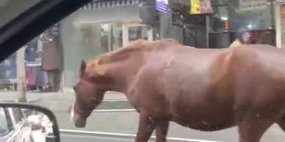 Tekirdağ'da sokaklarda gezen başıboş atlar şaşkınlığa sebep oldu