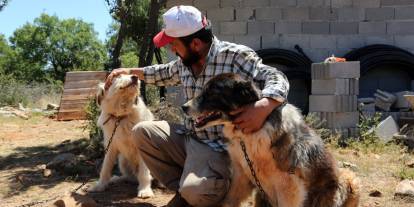 Konya'da başıboş köpek sahiplenenlere para yağıyor. Destek miktarı 800 TL'ye çıktı