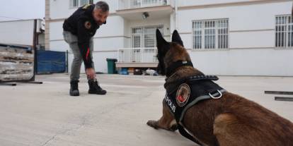 Konya'nın narkotik köpekleri zehir tacirlerinin korkulu rüyası oldu