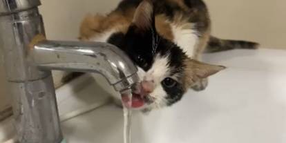 İçi yanan kedi lavabo musluğundan kana kana içti