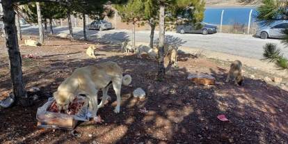 Konya'ya kış geldi, başıboş sokak köpekleri meydana indi. Gruplar halinde geziyorlar