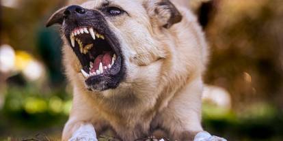 Konya'daki sokak köpekleri günden güne saldırganlaşıyor. Vatandaşlar tedirgin