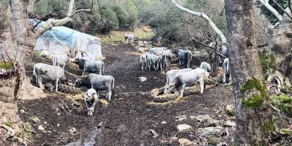 750 yıllık safkan yerli hayvanları kurşuna dizdiler