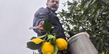 Mersin'de kar altında limon hasadı