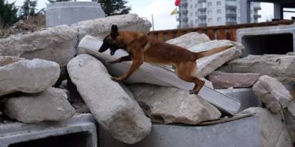 Konya'da arama kurtarma köpekleri afetlere hazırlanıyor. Koklayarak buluyorlar