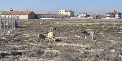 Köpeklerin saldırısında ölen çocuğun cenazesi Suriye'ye götürüldü