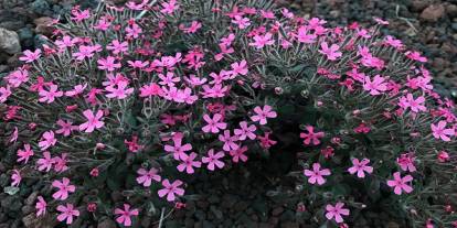 Dünyada sadece Konya'da yetişiyor. Pembe elbiseli krater gelini