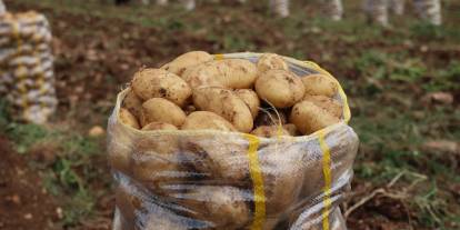 Yurt dışından gelen 2 bin tondan fazla patates virüslü çıktı. Hepsi geri gönderildi