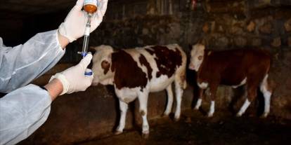 Kurban öncesi korkutan haber! Bölgede hayvan hareketleri durduruldu