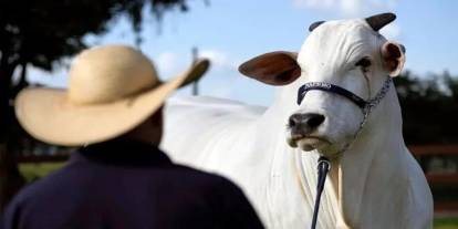 Bu kutsal süper zebu sığırı dünyayı ele geçirecek