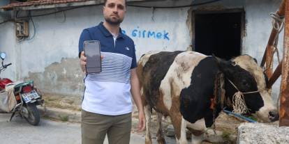 Ucuz kurbanlık tosun hayali pahalıya maloldu; yakayı dolandırıcılara kaptırdı