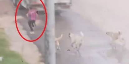 Yine bir sokak köpeği faciasına ramak kaldı
