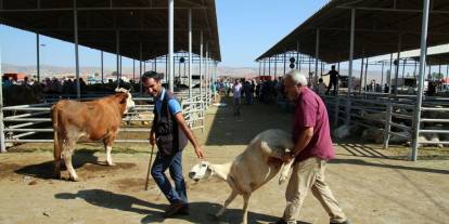 Konya'nın en çok tercih edilen pazarı barınak oldu. Sadece küçükbaş bulunacak