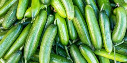 Marketlerde satılan salatalıklarda salmonella tehlikesi! Raflardan toplatılıyor