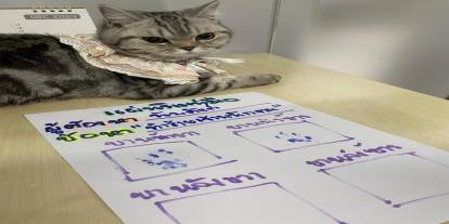 Bir garip kedi vakası: Fotoğrafı çekildi, pati izi alındı