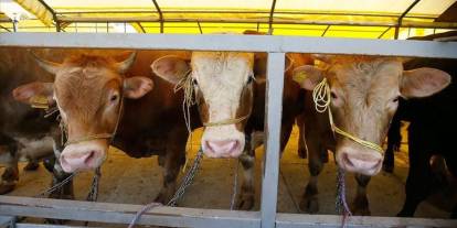 Kurbanlıklar ne kadar? Kurban pazarları hareketlendi