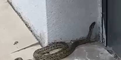 Okuldaki devasa yılan öğrenciler arasında paniğe neden oldu