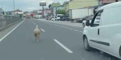 Firar eden kurbanlık koyun ortalığı birbirine kattı