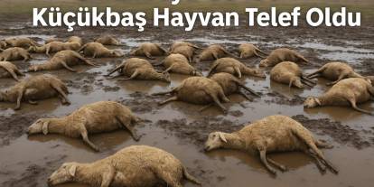 Konya'nın Cihanbeyli ilçesinde sel felaketi: 150 koyun telef oldu